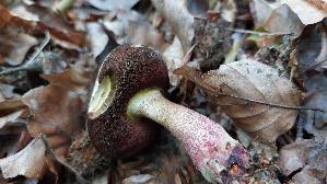 Flockenstieliger-Hexenroehrling_Neoboletus-erythropus_20250824_132425.jpg