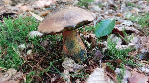 Flockenstieliger-Hexenroehrling_Neoboletus-erythropus_20251001_151903.jpg