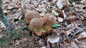 Flockenstieliger-Hexenroehrling_Neoboletus-erythropus_20251003_114751.jpg