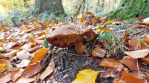 Flockenstieliger-Hexenroehrling_Neoboletus-erythropus_20251028_113918.jpg