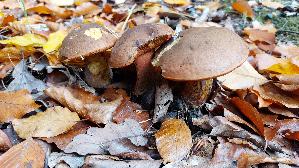 Flockenstieliger-Hexenroehrling_Neoboletus-erythropus_20251029_134322.jpg
