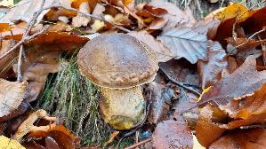 Flockenstieliger-Hexenroehrling_Neoboletus-erythropus_20251031_113820.jpg