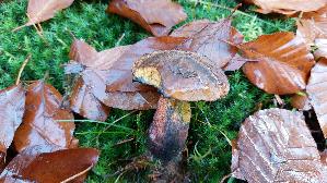 Flockenstieliger-Hexenroehrling_Neoboletus-erythropus_20251116_125929.jpg