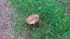 Flockenstieliger-Hexenroehrling_Neoboletus-erythropus_20260604_135339.jpg
