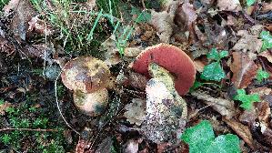 Flockenstieliger-Hexenroehrling_Neoboletus-erythropus_20260605_132056.jpg
