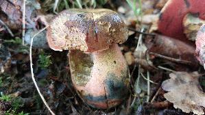 Flockenstieliger-Hexenroehrling_Neoboletus-erythropus_20260605_132118.jpg