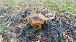 Flockenstieliger-Hexenroehrling_Neoboletus-erythropus_20260611_124918.jpg