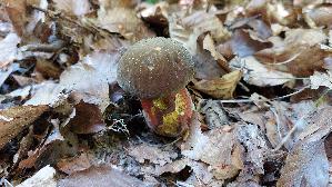 Flockenstieliger-Hexenroehrling_Neoboletus-erythropus_20260611_130916.jpg