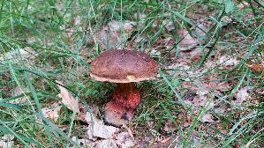 Flockenstieliger-Hexenroehrling_Neoboletus-erythropus_20260621_065900.jpg