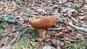 Flockenstieliger-Hexenroehrling_Neoboletus-erythropus_20260912_132957.jpg