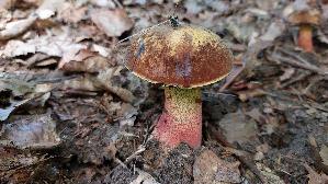 Flockenstieliger-Hexenroehrling_Neoboletus-erythropus_20260912_142141.jpg