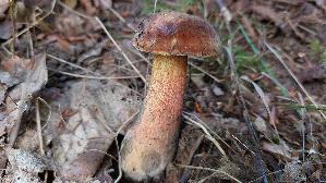 Flockenstieliger-Hexenroehrling_Neoboletus-erythropus_20260912_142201.jpg