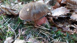 Flockenstieliger-Hexenroehrling_Neoboletus-erythropus_20260924_170235.jpg