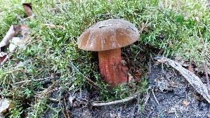 Flockenstieliger-Hexenroehrling_Neoboletus-erythropus_20260924_170531.jpg