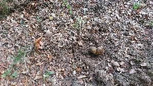 Flockenstieliger-Hexenroehrling_Neoboletus-erythropus_20260926_122129.jpg