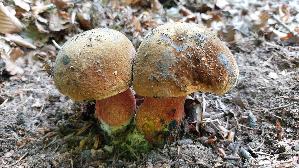 Flockenstieliger-Hexenroehrling_Neoboletus-erythropus_20260926_122138.jpg