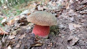 Flockenstieliger-Hexenroehrling_Neoboletus-erythropus_20260926_135015.jpg