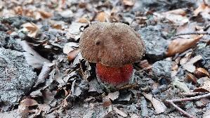 Flockenstieliger-Hexenroehrling_Neoboletus-erythropus_20261001_163119.jpg
