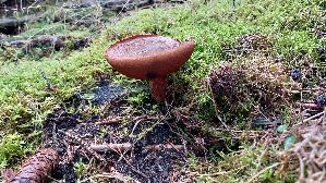 Flockenstieliger-Hexenroehrling_Neoboletus-erythropus_20261003_102117.jpg