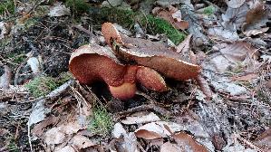 Flockenstieliger-Hexenroehrling_Neoboletus-erythropus_20261004_174706.jpg