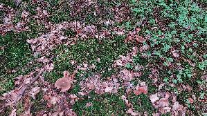 Flockenstieliger-Hexenroehrling_Neoboletus-erythropus_20261004_175207.jpg