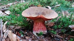 Flockenstieliger-Hexenroehrling_Neoboletus-erythropus_20261004_175249.jpg