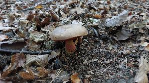 Flockenstieliger-Hexenroehrling_Neoboletus-erythropus_20261006_170220.jpg