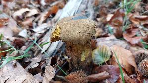 Flockenstieliger-Hexenroehrling_Neoboletus-erythropus_20261011_131405.jpg