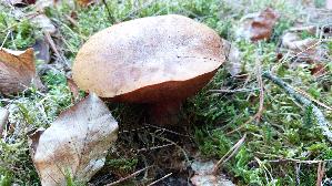 Flockenstieliger-Hexenroehrling_Neoboletus-erythropus_20261012_170032.jpg
