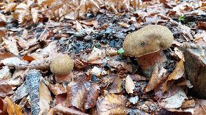 Flockenstieliger-Hexenroehrling_Neoboletus-erythropus_20261013_101554.jpg