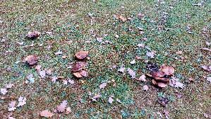 Flockenstieliger-Hexenroehrling_Neoboletus-erythropus_20261022_151829.jpg