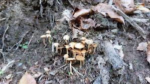 Flockiger-Trompetenschnitzling_Tubaria-conspersa_20260929_122155.jpg