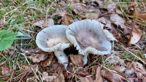 Frau--entaeubling_Russula-cyanoxantha_20250729_130747.jpg