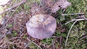 Frau--entaeubling_Russula-cyanoxantha_20250907_145338.jpg