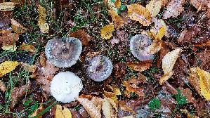 Frau--entaeubling_Russula-cyanoxantha_20251020_152536.jpg