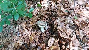 Frau--entaeubling_Russula-cyanoxantha_20260608_105954.jpg