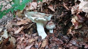 Frau--entaeubling_Russula-cyanoxantha_20260608_110013.jpg