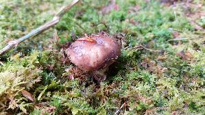 Frau--entaeubling_Russula-cyanoxantha_20260611_150844.jpg
