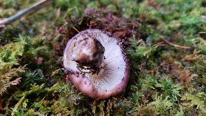Frau--entaeubling_Russula-cyanoxantha_20260611_150859.jpg
