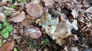 Frau--entaeubling_Russula-cyanoxantha_20260616_133531.jpg