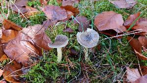 Frost---Schneckling_Hygrophorus-hypothejus_20251116_124301.jpg