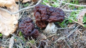 Fruehjahrs---Giftlorchel_Gyromitra-esculenta_20260322_140313.jpg