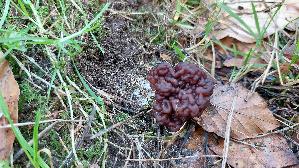 Fruehjahrs---Giftlorchel_Gyromitra-esculenta_20260322_140845.jpg