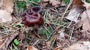 Fruehjahrs---Giftlorchel_Gyromitra-esculenta_20260404_140324.jpg