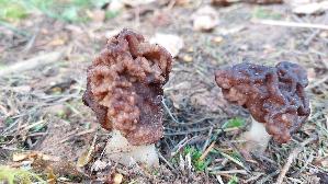Fruehjahrs---Giftlorchel_Gyromitra-esculenta_20260419_154140.jpg