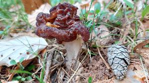 Fruehjahrs---Giftlorchel_Gyromitra-esculenta_20260419_175356.jpg