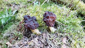 Fruehjahrs---Giftlorchel_Gyromitra-esculenta_20260422_113649.jpg