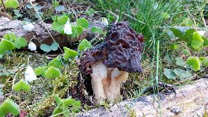 Fruehjahrs---Giftlorchel_Gyromitra-esculenta_20260422_114015.jpg