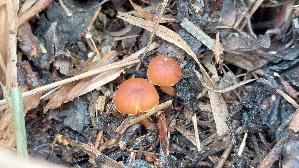 Fruehlings---Glockenschueppling_Conocybe-aporos_20260331_132952.jpg