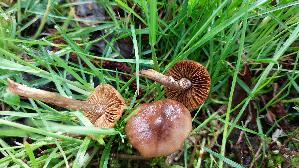Fruehlings---Glockenschueppling_Conocybe-aporos_20260331_134859.jpg